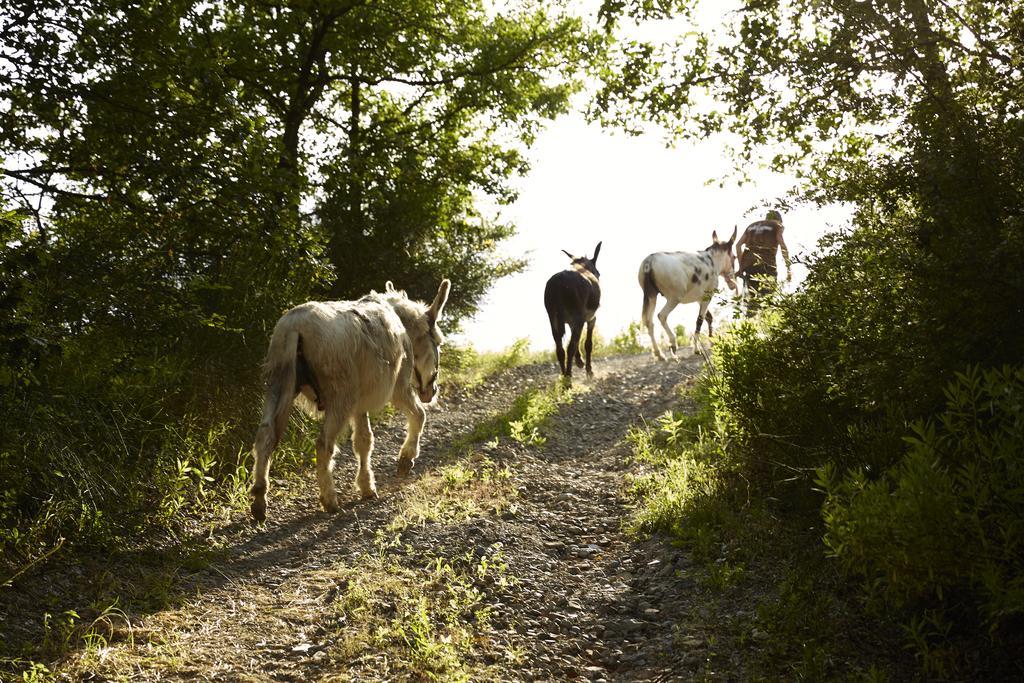 Agriturismo Ca' Del Ciuco Vezzano sul Crostolo Екстер'єр фото